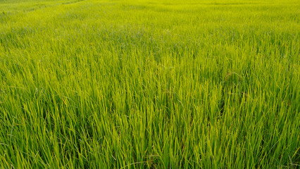 Obraz na płótnie Canvas Green rice plant background texture