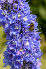 bee pollinating blue flower, Italy