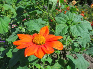 Orange flower close-up, dahlia annual orange close-up