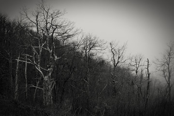 Scary Forest in the Winter