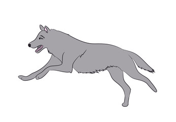 wolf runs, image color, vector