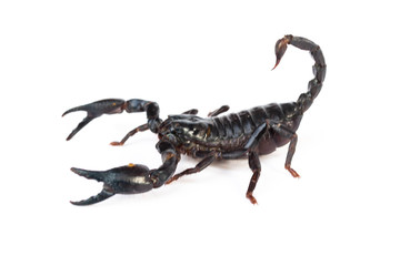 Emperor Scorpion ( Pandinus imperator) on white background