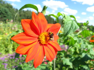 bumble bee sits on a flower and collects nectar, bumblebee close-up, insect close-up