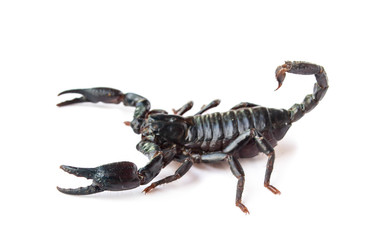 Emperor Scorpion isolated on white background