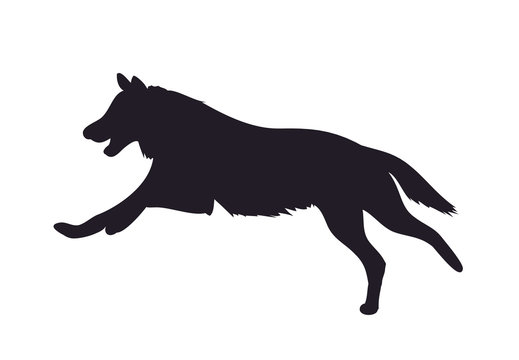 wolf runs, image silhouette, vector