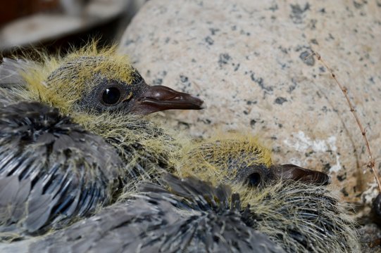 two little pigeons in the nest
