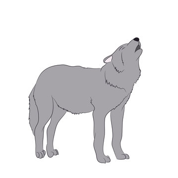 wolf howls, image in color, vector