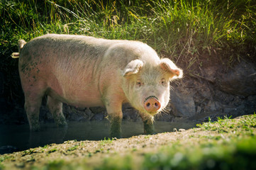 Pig in a puddle of with mud