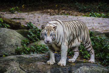 Tigre Blanco, Singapur