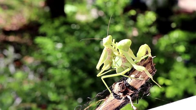 Praying Mantis Male and Female mating ritual in Chiang Rai Thailand