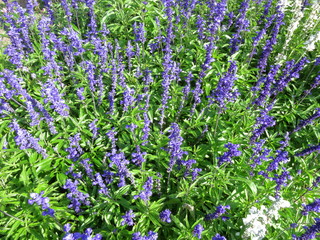 Obraz premium Lavender in the botanical garden. Blue long flowers Alfazema.