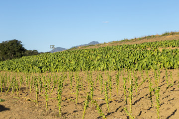 Fototapeta na wymiar Lavoura de fumo em propriedade rural brasileira