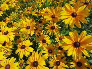 Yellow flowers Rudbeckia, yellow flowers Wallpaper background in the kitchen