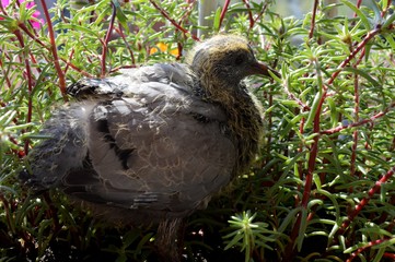 a little pigeon in the flower
