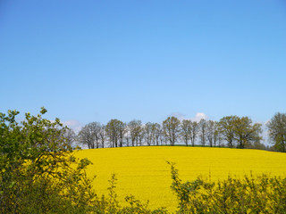 Landschaft mit Rapsfeld, Bäumen und blauem Himmel