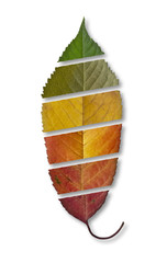 Cherry tree leaf with color gradations of different seasons