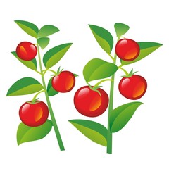Tomatoes on a branch. Set of hand drawn flat vector illustration