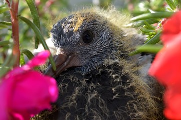 a little pigeon in the flower
