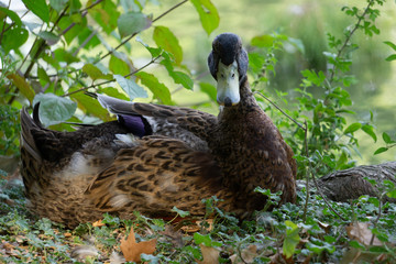 canard
