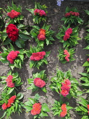 Clusters of flowers Celosia in the garden. Flowers similar to the brain or walnut. Pink, purple flowers. 