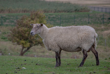 Obraz premium Nordsee Schaf