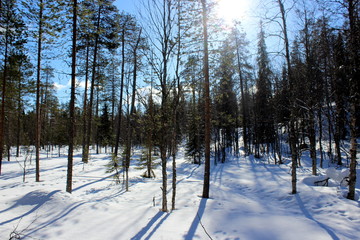 winter wonderland in laplad, finland