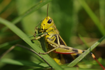 (Arcyptera fusca) the large banded grasshopper