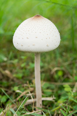 False parasol, Green-spored parasol or Chlorophyllum molybdites. White mushroom on green grass field