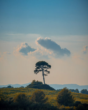 Mallorca Landschaft Baum