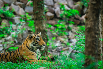 A male tiger in monsoon green at ranthambore national park