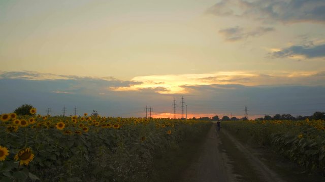 The Man Is Walking on the Road Through the Field with Sunflower on the Background of the Sunset Sky
