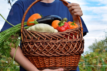 Woman is holding the freshly picked harvest of vegetables in a wicker basket in the garden