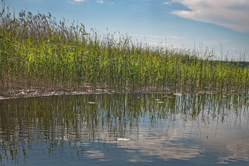 Green reeds and sky in a tranquil lake in Varmland Sweden