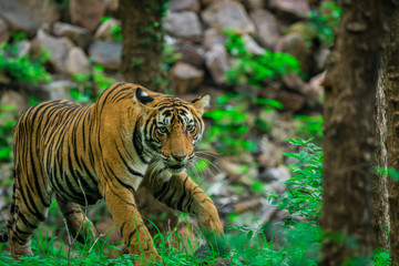 A male tiger in monsoon green at ranthambore national park