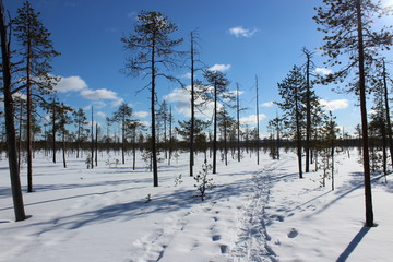 finish national park Pyhä-Luosto in winter, finnland