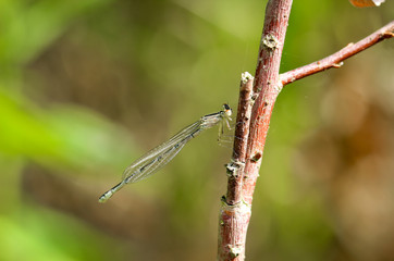 Libelle, Kleinlibelle, Prachtlibelle, Odonata, Odonatoptera, Insekten