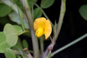 Flower of a peanut (Arachis hypogaea)