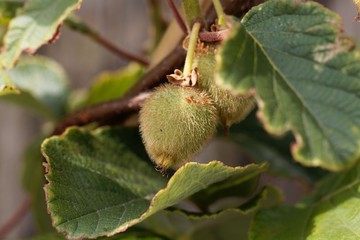Green fruit of a kiwi (Actinidia deliciosa)