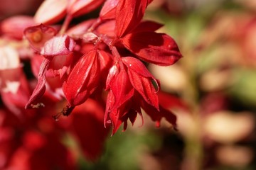 Scarlet sage (Salvia splendens)
