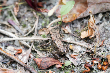junge Kröte auf dem Waldboden