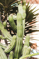 nature poster. green cactus. closup