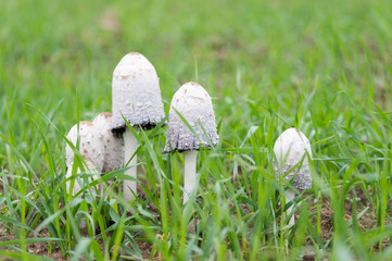 Group of inedible mushrooms growing on the field
