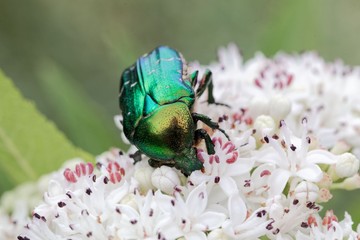The flower chafer Protaetia lugubris