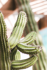 nature poster. green cactus. closup