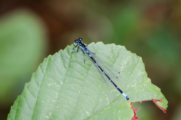 Libelle, Kleinlibelle, Prachtlibelle, Odonata, Odonatoptera, Insekten