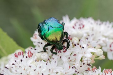 The flower chafer Protaetia lugubris