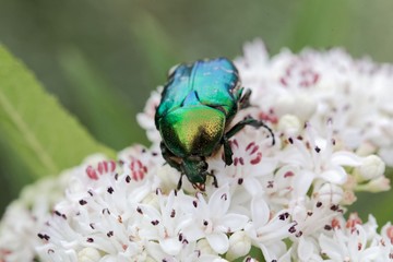 The flower chafer Protaetia lugubris