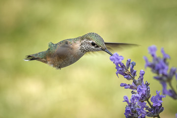 Fermale rufous hummingbird at a flower.
