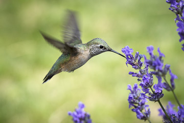 Fototapeta na wymiar Female rufous hummingbird drinks from flower.