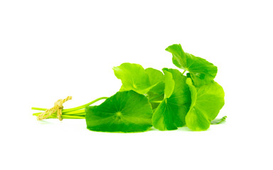 Asiatic isolated on white background